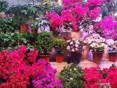 -大自然花鸟鱼虫市场