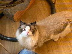 -滚猫咖啡·猫咖·猫友好撸猫(未来城店)