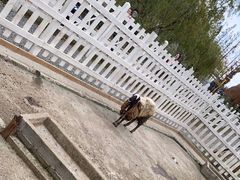 -前小桔亲子创意农场·草莓采摘·露营烧烤