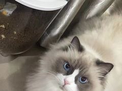 -瑞派紫金宠物医院24小时·骨科·中兽医·重症转诊中心(番禺大石院)