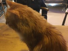 -平行世界·猫咖(首经贸店)