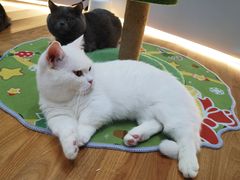 -COLOR PETS 撸猫馆·购猫·猫咖(长风大悦城店)