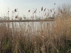 -盐城丹顶鹤湿地生态旅游区