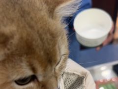 -顺强宠物诊所·狂犬免疫·夜诊·骨科(嘉定店)