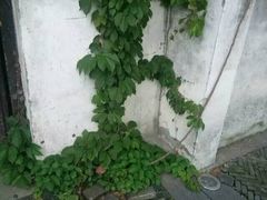-蜜桃餐厅·古运河畔(南下塘店)