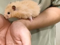 -楼上猫咖(罗湖店)