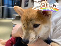-逗柴咖啡屋·狗咖猫咖宠物桌游