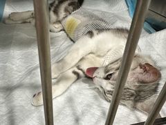-暖阳宠物医院·犬猫康复中心·骨科