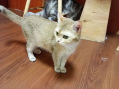 -楼上猫咖(罗湖店)