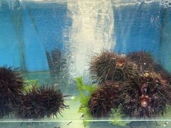 -海味当家·蒸锅海鲜(星海公园店)