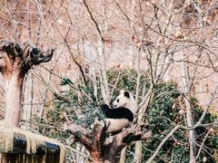 -卧龙中华大熊猫苑神树坪基地