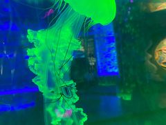 -海合安成都极地海洋公园