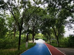 -大兴滨河森林公园