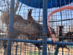 -萌宠亲子动物乐园(槐房万达店)