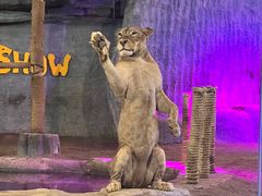 -清迈夜间动物园