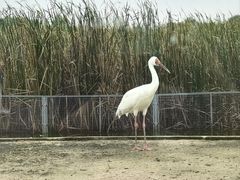 -盐城丹顶鹤湿地生态旅游区