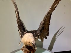 -青藏高原自然博物馆