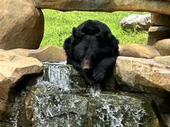 -北京野生动物园