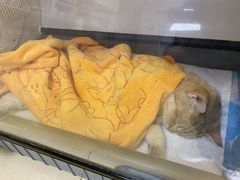 -瑞派宠物医院·CT影像中心·猫友好医院(奥城店)