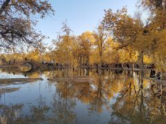 -金塔沙漠胡杨林景区