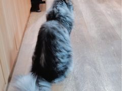 -MOCHA明星猫咖(田子坊店)