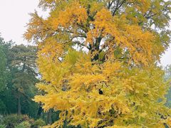 -香山公园