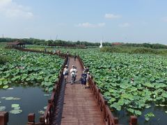 -荷塘月色湿地公园·向阳花洲