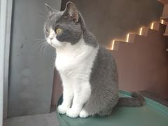 -猫儿山۰猫主题餐厅