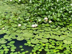 -长春市南湖公园