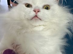-乐派堂宠物医院·猫友好· 心脏科(东街店)