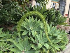 -墨尔本皇家植物园