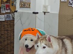 -星多哈·狗咖·拼豆·咖啡