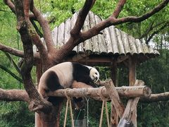 -上海野生动物园
