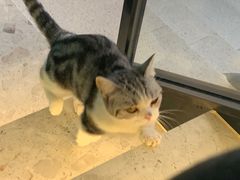 -飞行喵MR PILOT|猫舍·猫咖(静安大融城店)