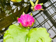 -国家植物园南园