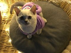 -喵zoo家庭繁育猫舍(尖东智能花园店)