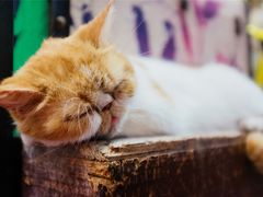 -猫咪博物馆(顶澳仔猫街店)