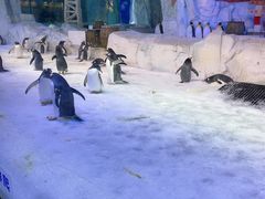 -芜湖新华联大白鲸海洋公园