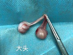 -芭比堂动物医院·心脏专科·夜诊·吉雅分院