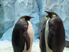 -帝企鹅自助餐厅•儿童岛•真企鹅(长隆企鹅酒店)