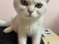 -猫咪派对(江南西店)