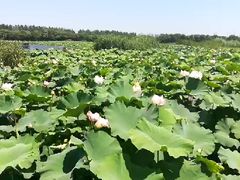 -荷塘月色湿地公园·向阳花洲
