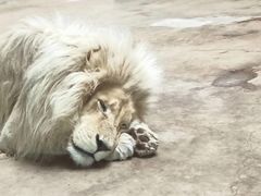 -鄂尔多斯野生动物园