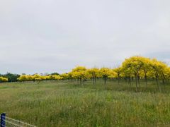 -西青郊野公园