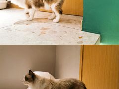 -飞行喵MR PILOT|猫舍·猫咖(静安大融城店)