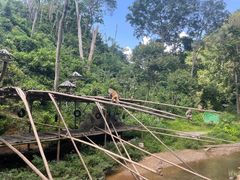 -西双版纳原始森林公园