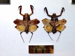 -上海昆虫博物馆