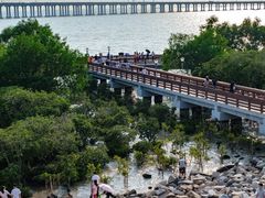 景点-宝安西湾红树林湿地公园
