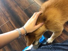 -豆柴町-柴犬主题狗咖(红鼎国际C座店)