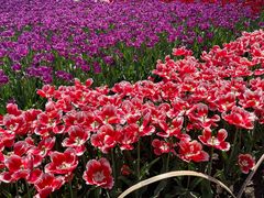 -玄武湖景区-情侣园游乐场